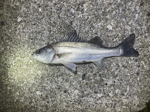 セイゴ（マルスズキ）の釣果