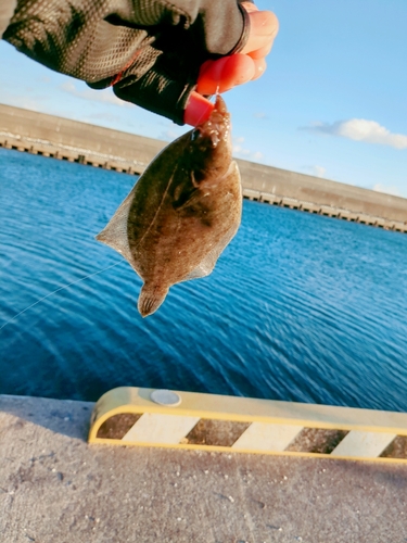 カレイの釣果