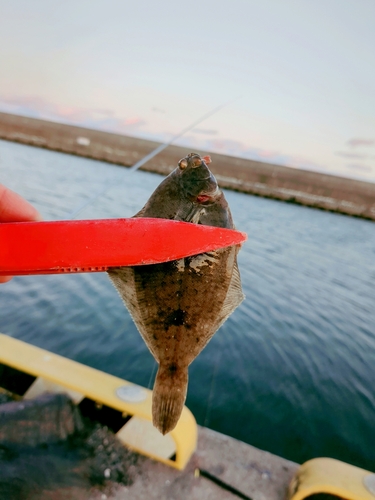 カレイの釣果