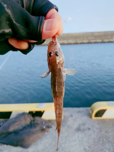 ハゼの釣果