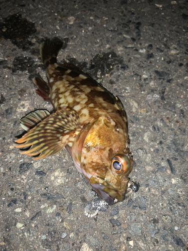 カサゴの釣果