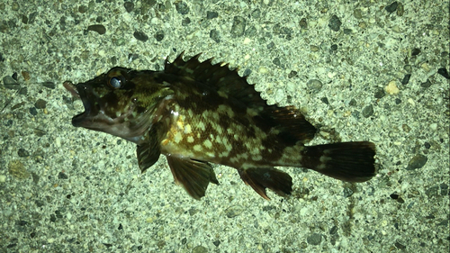 カサゴの釣果