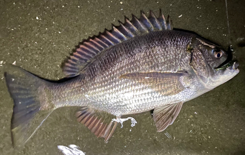 クロダイの釣果