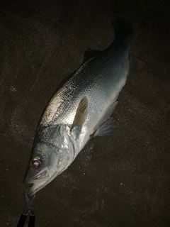 ヒラスズキの釣果