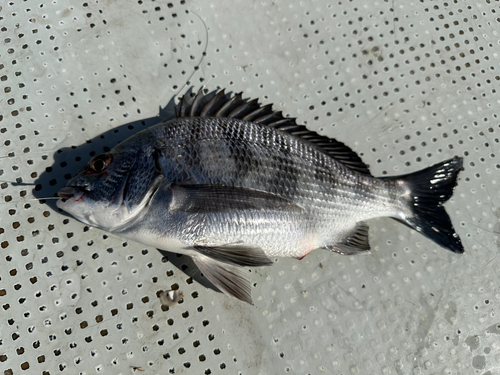 メイタの釣果