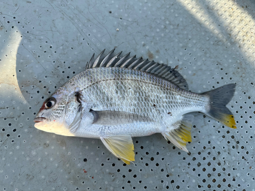 キチヌの釣果