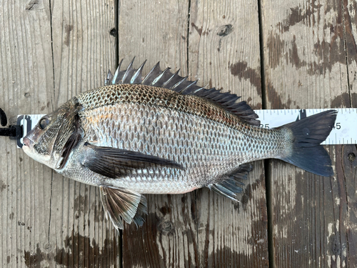 チヌの釣果