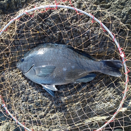 クチブトグレの釣果