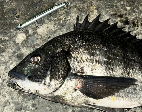 クロダイの釣果