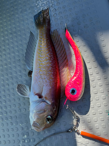 シロアマダイの釣果