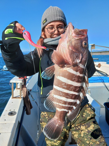 マハタの釣果