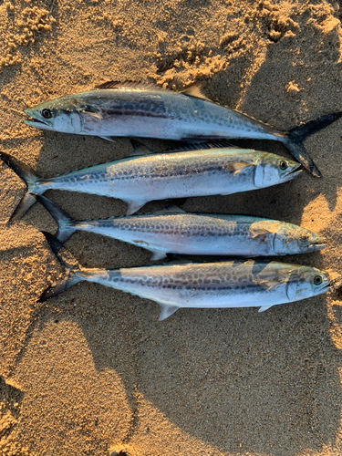 サゴシの釣果