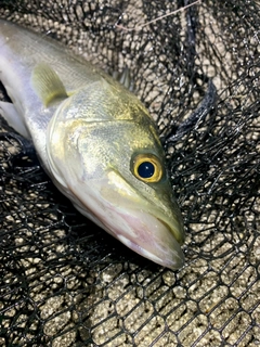 フッコ（マルスズキ）の釣果