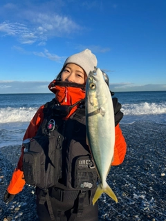 イナダの釣果