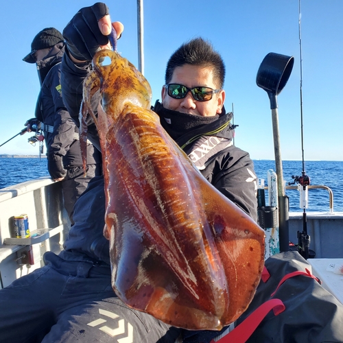 アオリイカの釣果