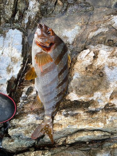 タカノハダイの釣果