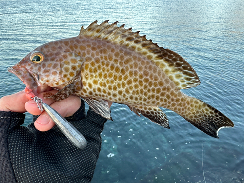 オオモンハタの釣果