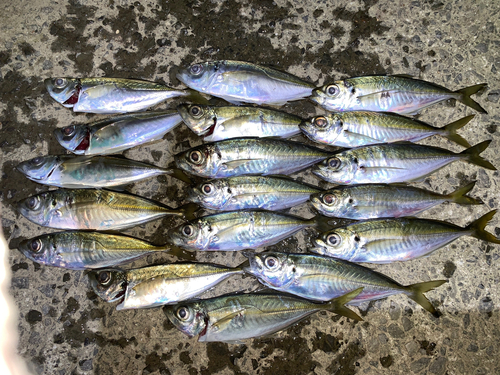 アジの釣果