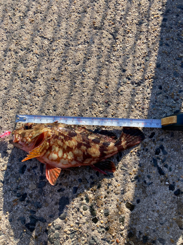 カサゴの釣果