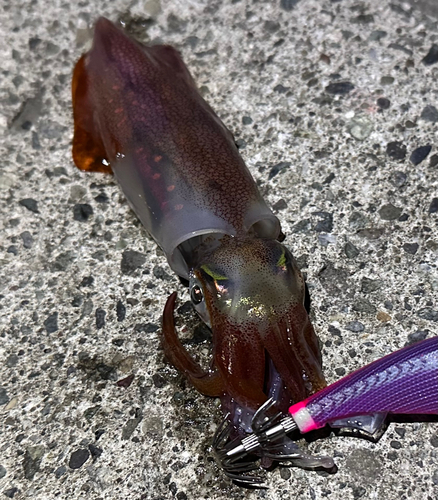 ケンサキイカの釣果