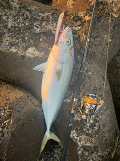 ブリの釣果