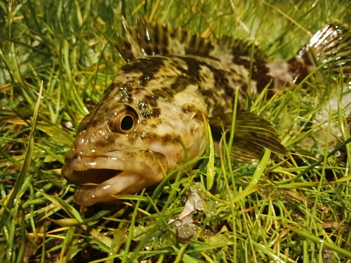 タケノコメバルの釣果