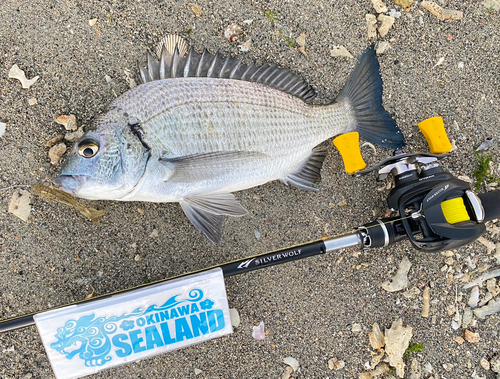 ミナミクロダイの釣果