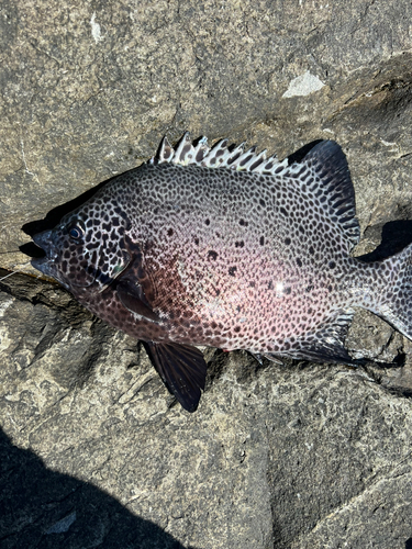 イシガキダイの釣果