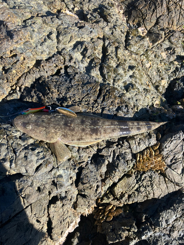 マゴチの釣果