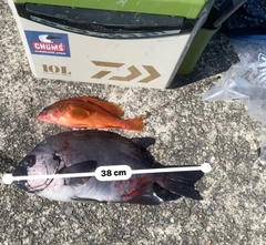 イシダイの釣果