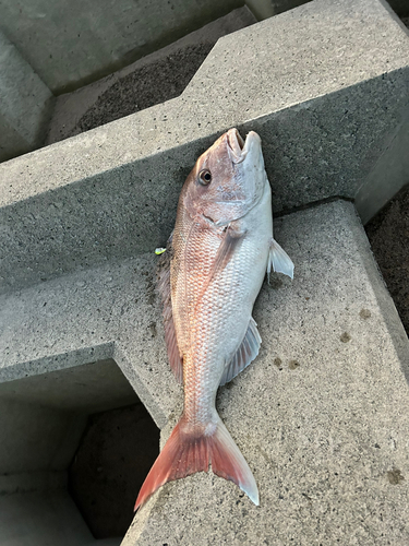 タイの釣果