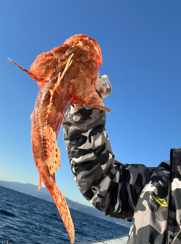 オニカサゴの釣果