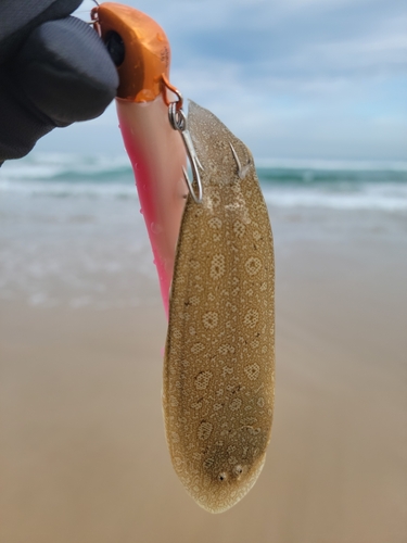 シタビラメの釣果