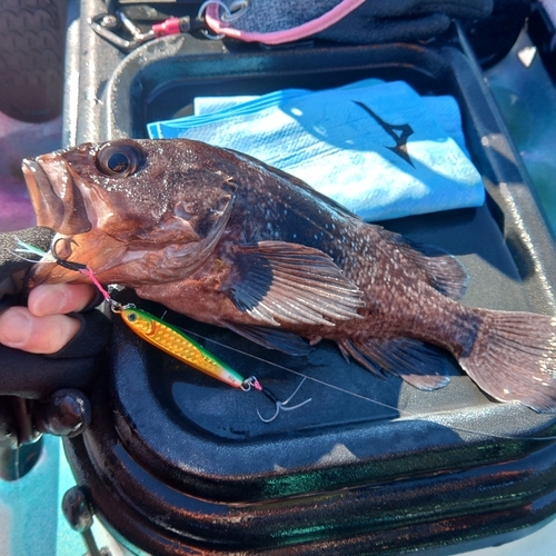 マゾイの釣果