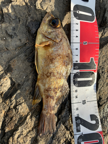 メバルの釣果