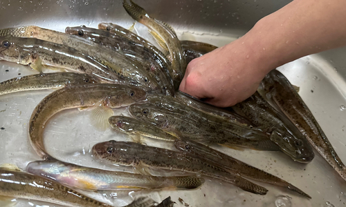 マハゼの釣果