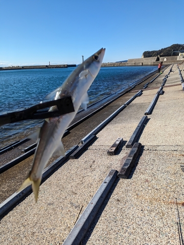 カマスの釣果