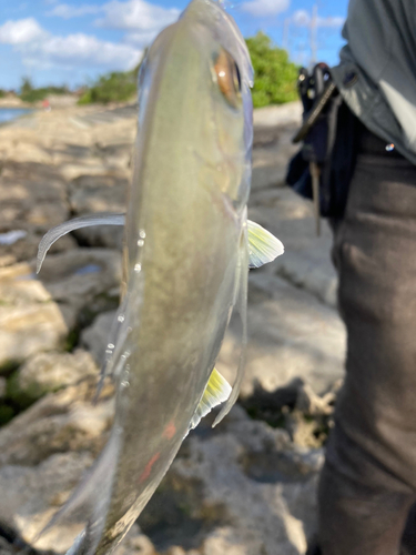 ガーラの釣果