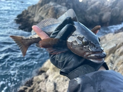 アイナメの釣果