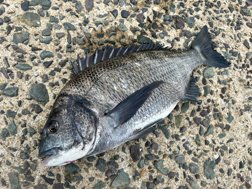 クロダイの釣果