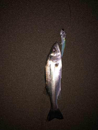 セイゴ（マルスズキ）の釣果