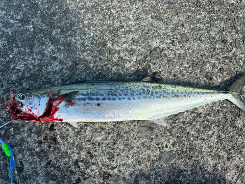 サゴシの釣果