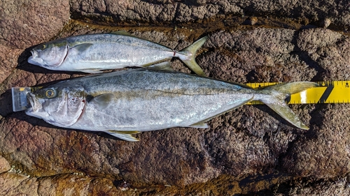 ヒラマサの釣果