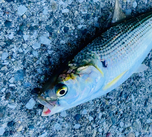 コノシロの釣果