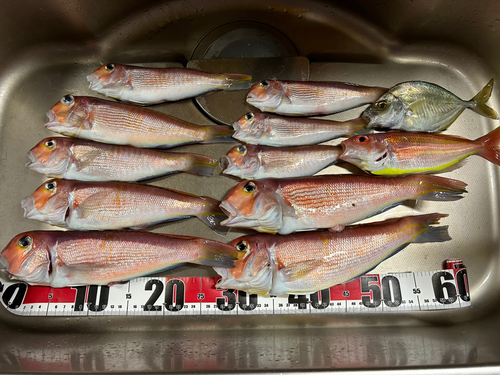 アカアマダイの釣果