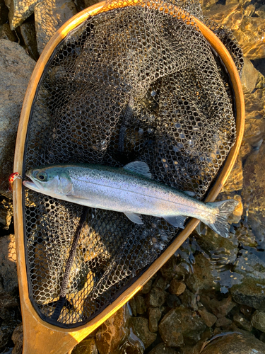 レインボートラウトの釣果