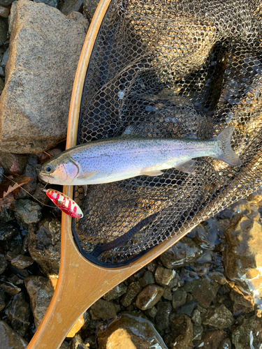 レインボートラウトの釣果