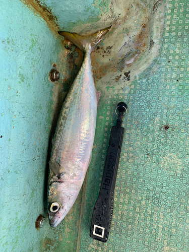 サバの釣果