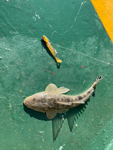 マゴチの釣果