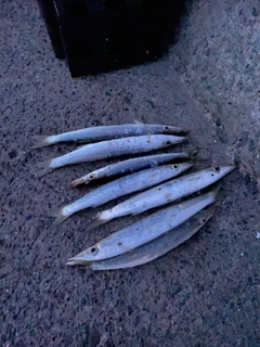 カマスの釣果